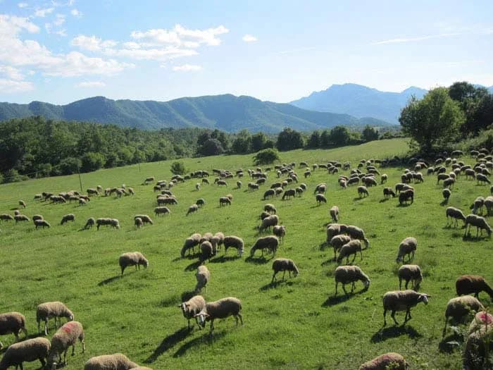 Ramat de xais pasturant als prats de la Garrotxa